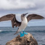 voyage de noces en islande : explorer les lagons bleus et glaciers