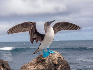 îles galápagos : une destination de rêve pour les amoureux de la faune