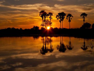 Exploration du Delta de l'Okavango : les incontournables de la faune et la flore