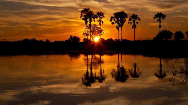 Exploration du Delta de l'Okavango : les incontournables de la faune et la flore