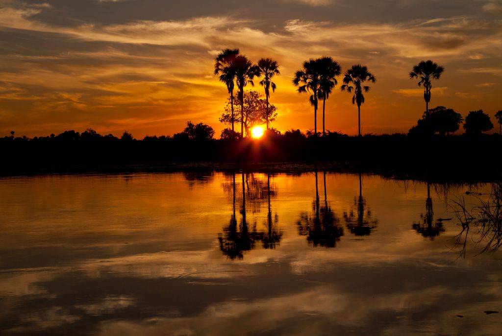 Exploration du Delta de l'Okavango : les incontournables de la faune et la flore