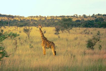 Les secrets du parc national du Serengeti