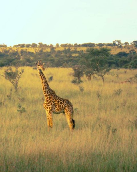 Les secrets du parc national du Serengeti