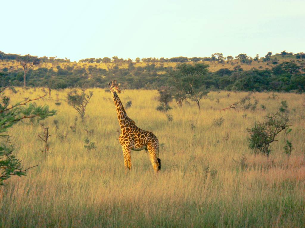 Les secrets du parc national du Serengeti